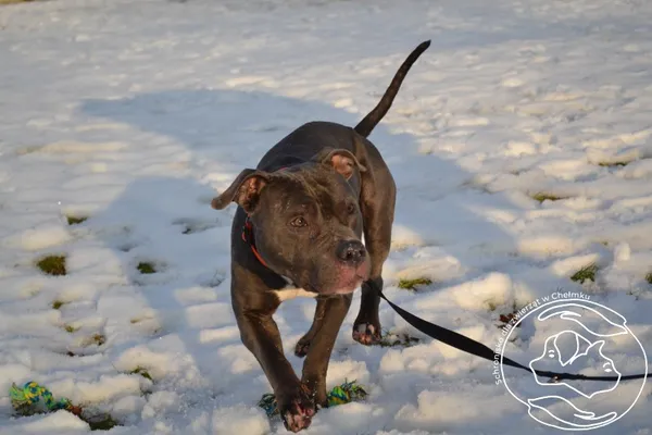 Znaleziono psa, Chełmek, 28 grudnia 2024