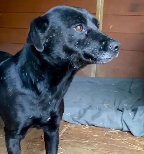 Pies do adopcji, Głowno, 24 stycznia 2025 (3/3)