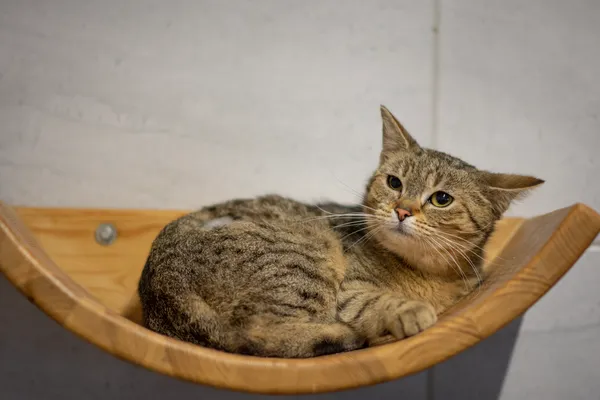 Znaleziono kota, Sosnowiec, 22 stycznia 2025 (3/5)