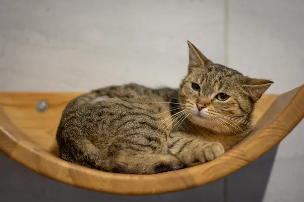 Znaleziono kota, Sosnowiec, 22 stycznia 2025 (5/5)