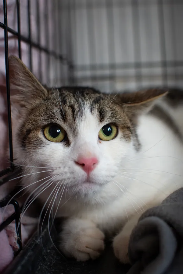 Znaleziono kota, Sosnowiec, 22 stycznia 2025 (1/5)