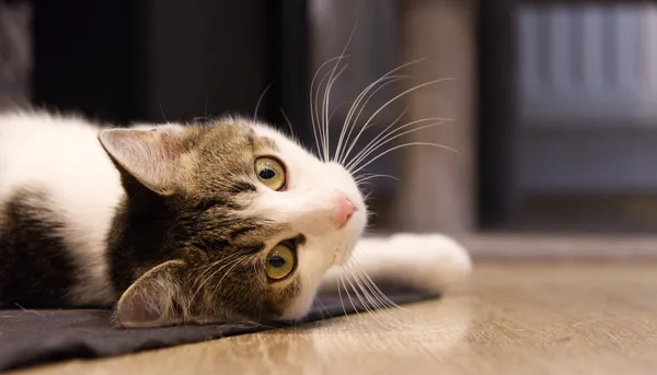 Znaleziono kota, Sosnowiec, 22 stycznia 2025 (4/5)