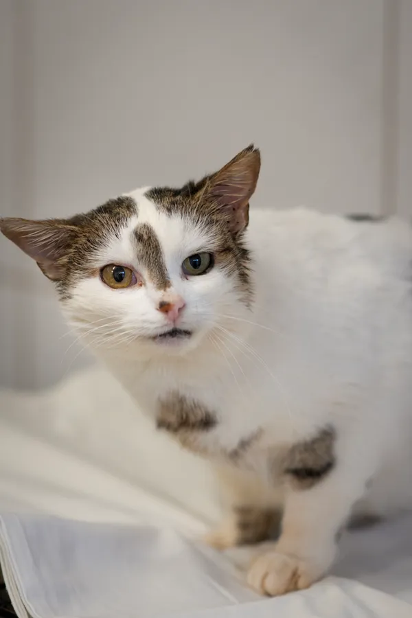 Znaleziono kota, Sosnowiec, 22 stycznia 2025 (5/5)