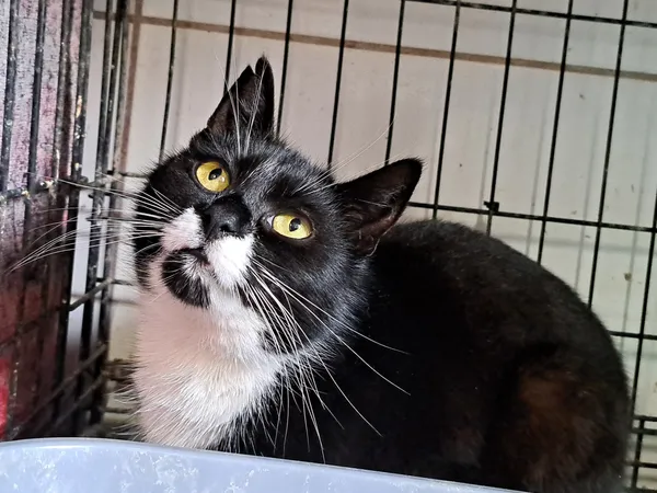 Znaleziono kota, Sosnowiec, 22 stycznia 2025 (1/5)