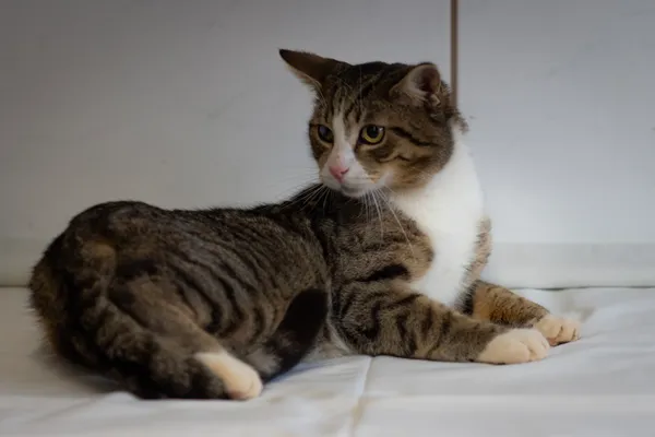 Znaleziono kota, Sosnowiec, 22 stycznia 2025 (1/5)