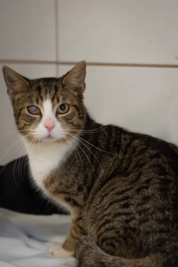 Znaleziono kota, Sosnowiec, 22 stycznia 2025 (2/5)