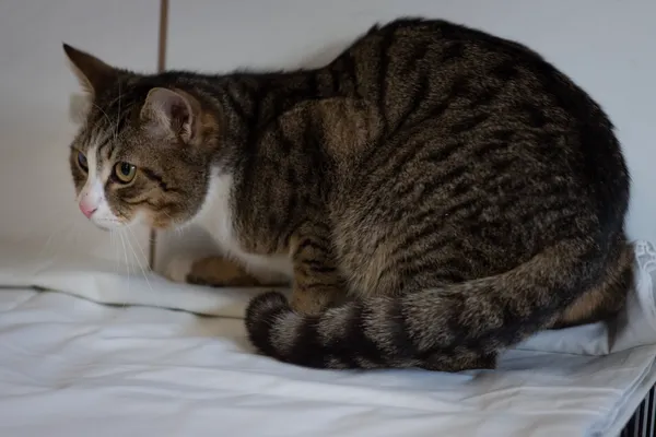 Znaleziono kota, Sosnowiec, 22 stycznia 2025 (4/5)