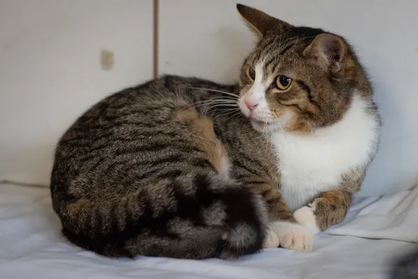 Znaleziono kota, Sosnowiec, 22 stycznia 2025 (5/5)