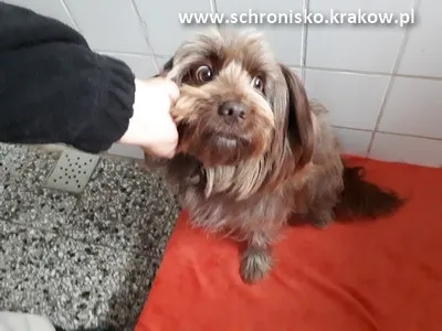 Pies do adopcji, Kraków, 10 stycznia 2025