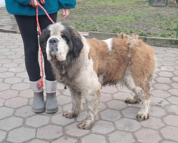 Znaleziono psa, Toruń, 20 stycznia 2025