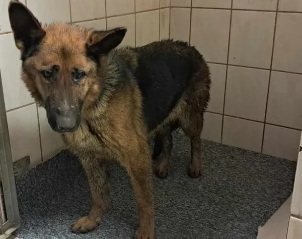 Znaleziono psa, Toruń, 18 stycznia 2025