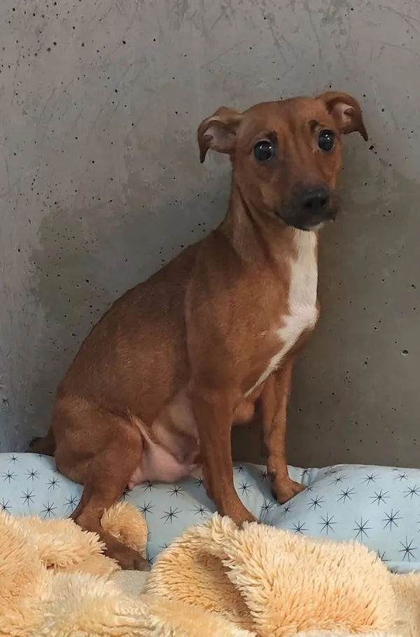 Znaleziono psa, Lublin, 24 stycznia 2025