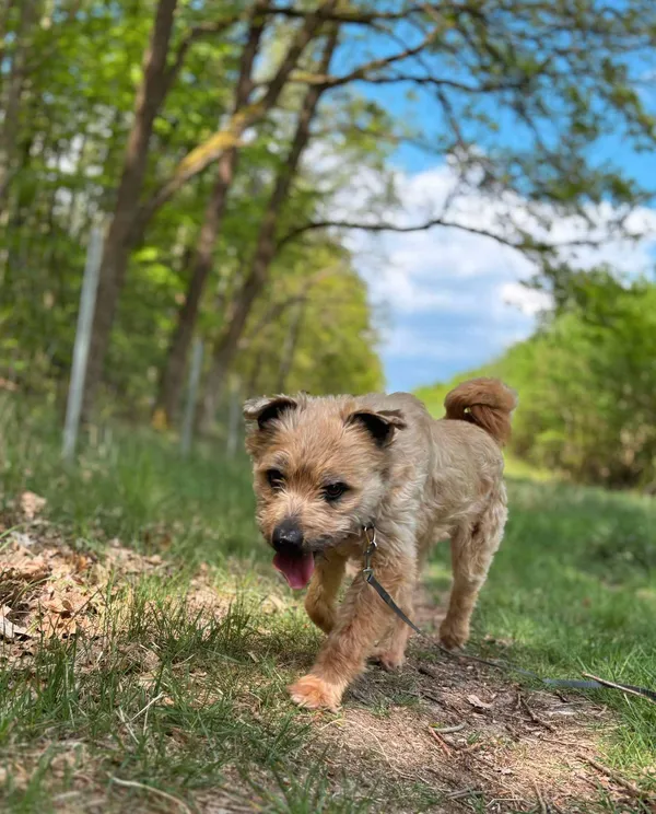 Znaleziono psa, Dobra, 24 stycznia 2025 (3/3)
