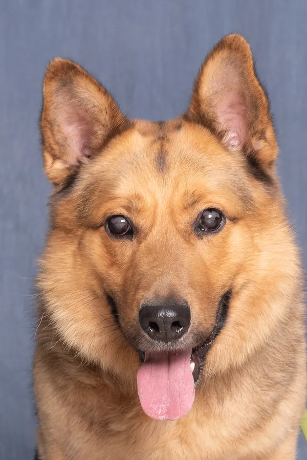 Pies do adopcji, Gdańsk, 22 listopada 2024