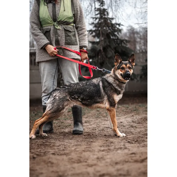 Znaleziono psa, Białystok, 10 stycznia 2025 (4/4)