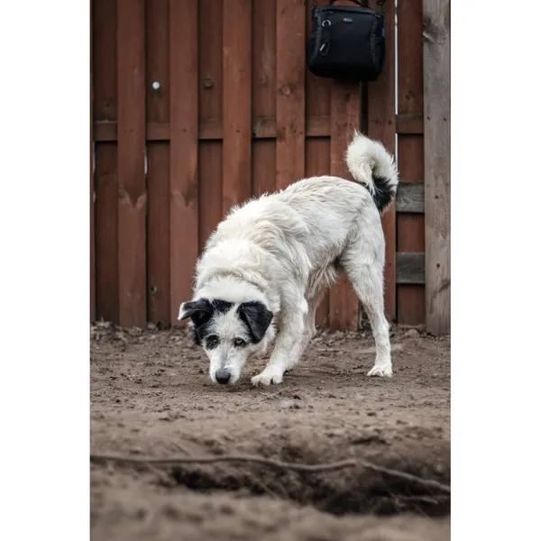 Znaleziono psa, Białystok, 10 stycznia 2025 (4/4)