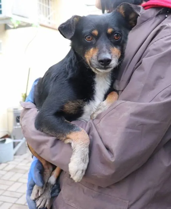 Znaleziono psa, Łódź, 25 stycznia 2025 (1/5)