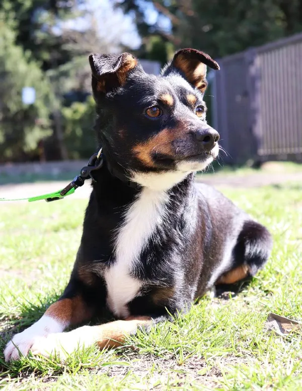 Znaleziono psa, Łódź, 25 stycznia 2025 (5/5)