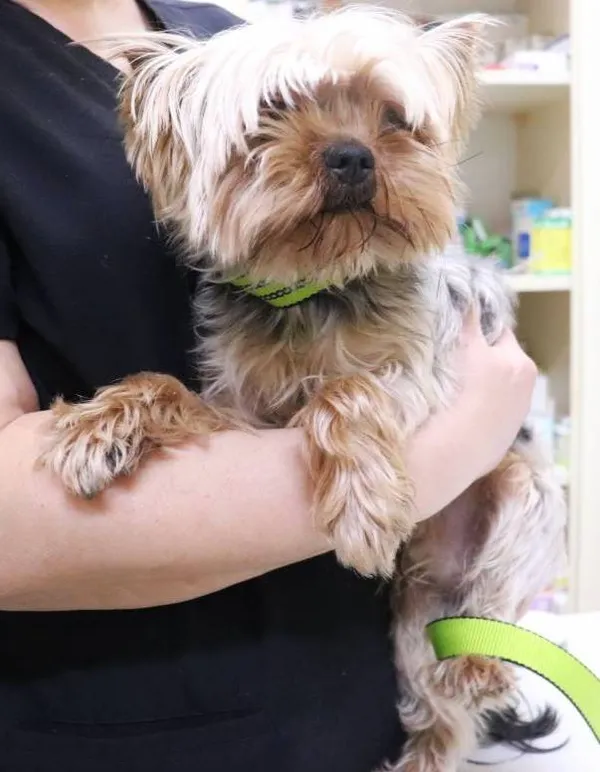 Znaleziono psa, Łódź, 25 stycznia 2025