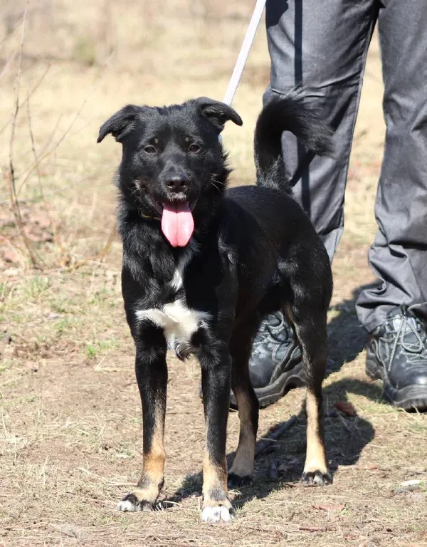 Znaleziono psa, Łódź, 5 sierpnia 2025 (2/5)