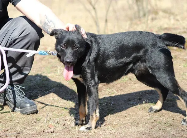 Znaleziono psa, Łódź, 5 sierpnia 2025 (4/5)