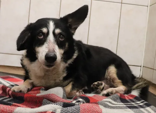 Znaleziono psa, Łódź, 24 stycznia 2025