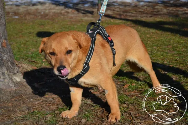 Pies do adopcji, Chełmek, 12 grudnia 2024