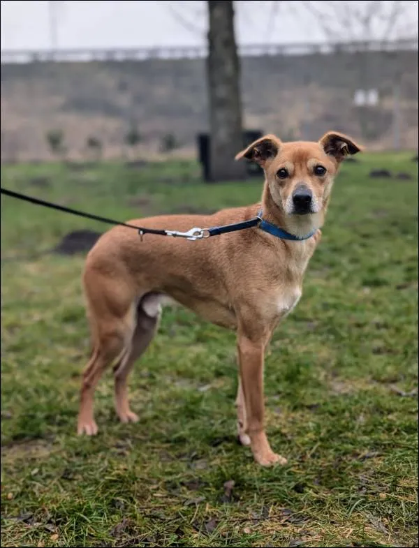 Znaleziono psa, Grudziądz, 29 lipca 2024