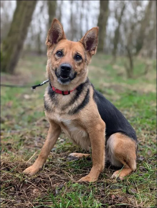 Znaleziono psa, Grudziądz, 17 listopada 2024