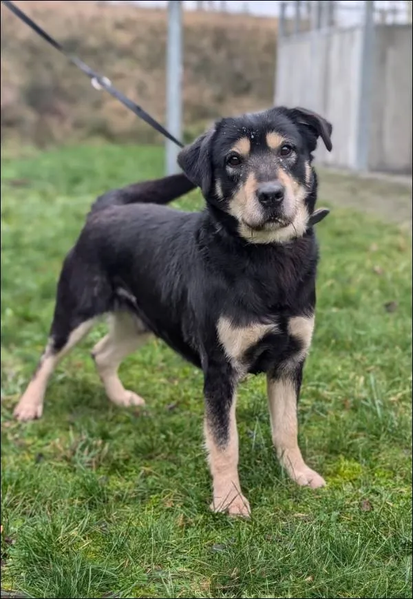 Znaleziono psa, Grudziądz, 30 września 2024