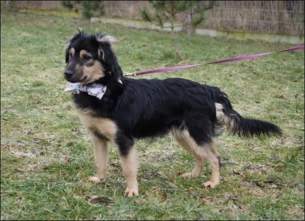 Znaleziono psa, Grudziądz, 22 listopada 2024