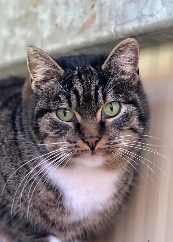 Kot do adopcji, Gdańsk, 24 stycznia 2025