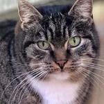 Kot do adopcji