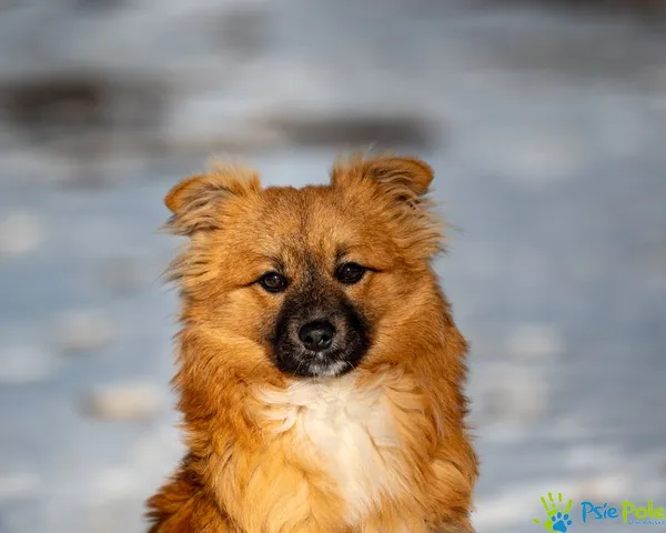 Znaleziono psa, Racławice, 24 stycznia 2025 (4/5)