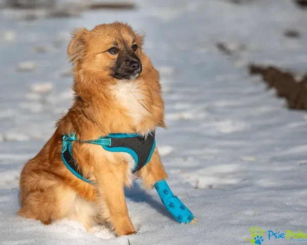 Znaleziono psa, Racławice, 24 stycznia 2025 (5/5)