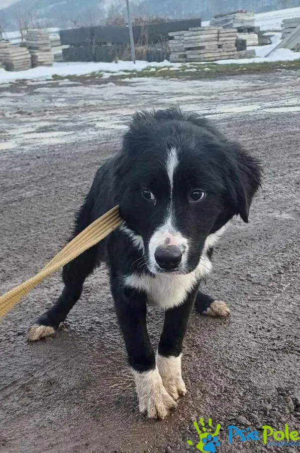 Znaleziono psa, Racławice, 23 stycznia 2025 (2/5)