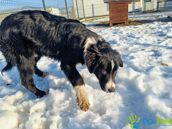 Znaleziono psa, Racławice, 23 stycznia 2025 (4/5)