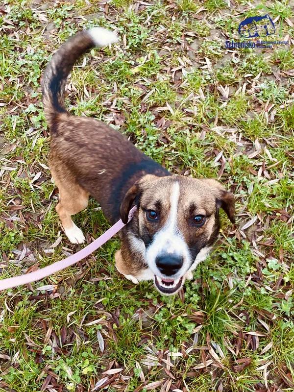 Pies do adopcji, Szczecin, 25 stycznia 2025 (1/3)