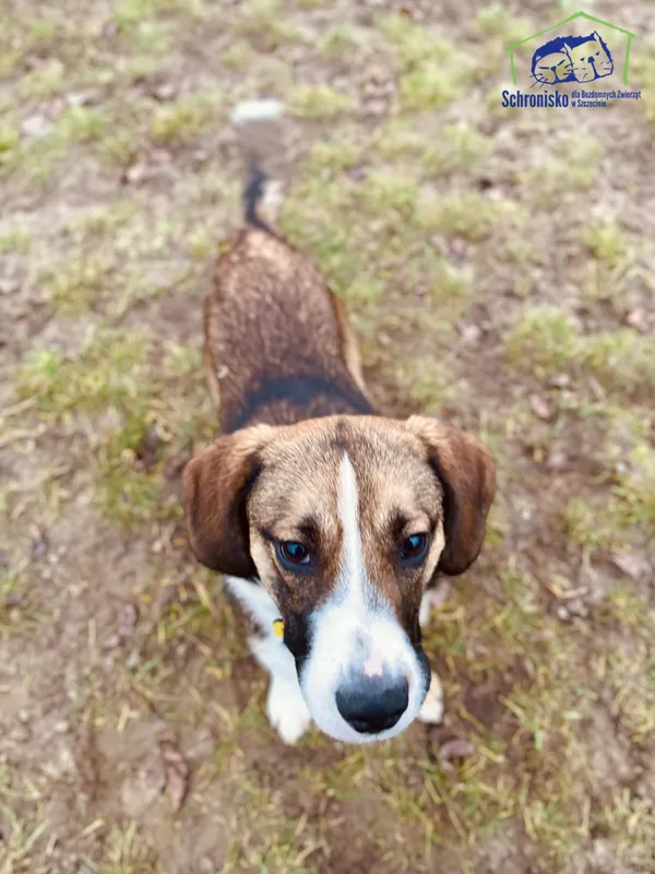 Pies do adopcji, Szczecin, 25 stycznia 2025 (3/3)