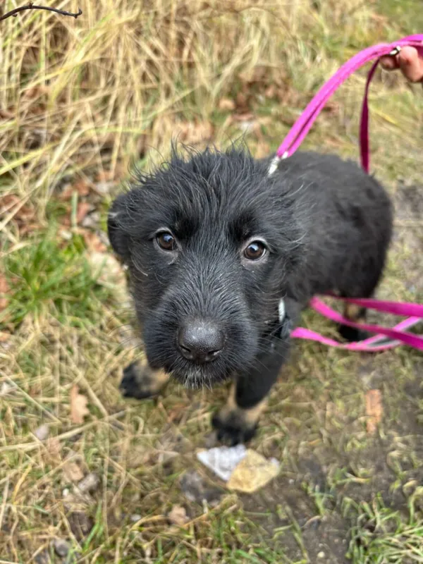 Pies do adopcji, Dłużyna Górna, 25 stycznia 2025