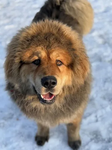 Pies do adopcji, Kraków, 11 stycznia 2025 (2/5)