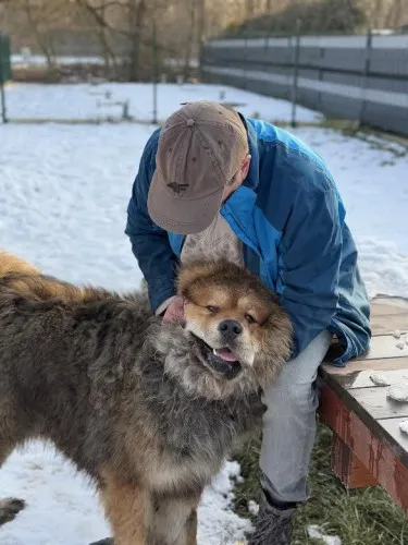 Pies do adopcji, Kraków, 11 stycznia 2025 (5/5)