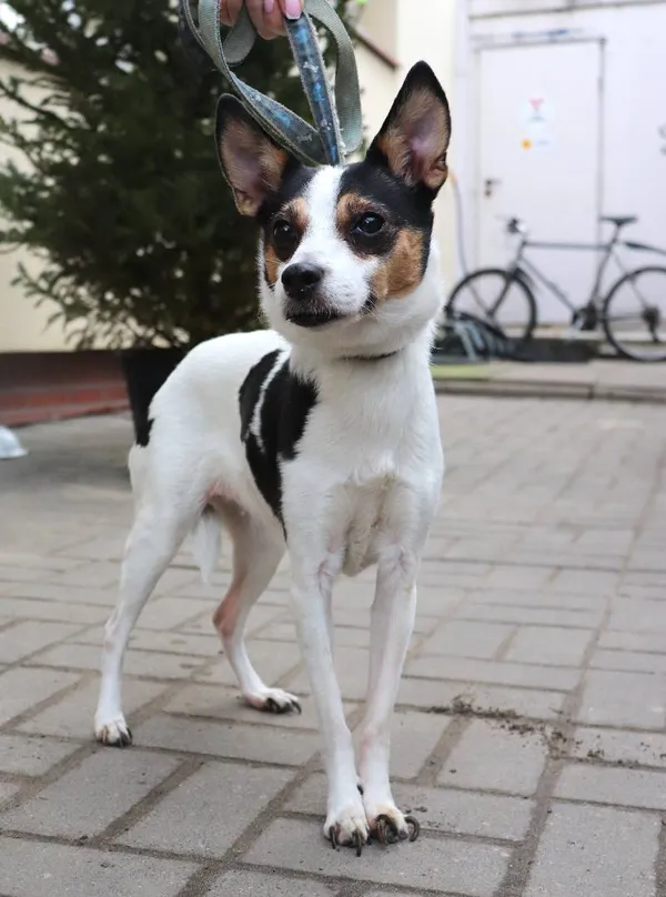 Znaleziono psa, Łódź, 25 stycznia 2025 (2/5)