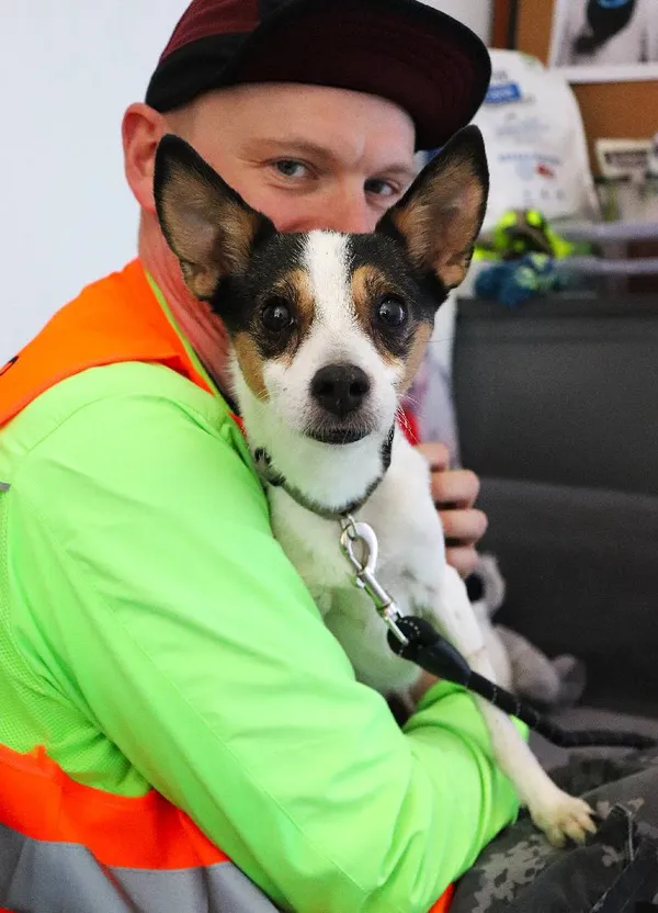 Znaleziono psa, Łódź, 25 stycznia 2025 (5/5)