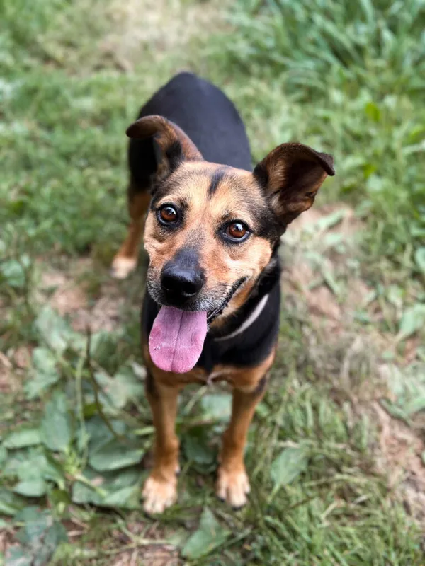 Pies do adopcji, Korabiewice, 26 stycznia 2025 (2/5)