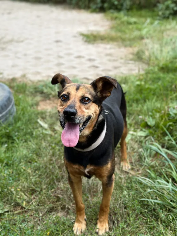 Pies do adopcji, Korabiewice, 26 stycznia 2025 (4/5)