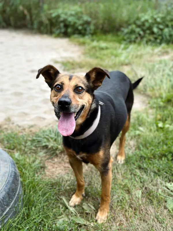 Pies do adopcji, Korabiewice, 26 stycznia 2025 (5/5)