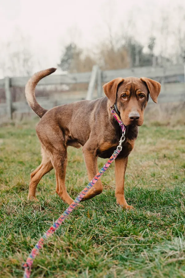 Pies do adopcji, Korabiewice, 26 stycznia 2025 (2/5)