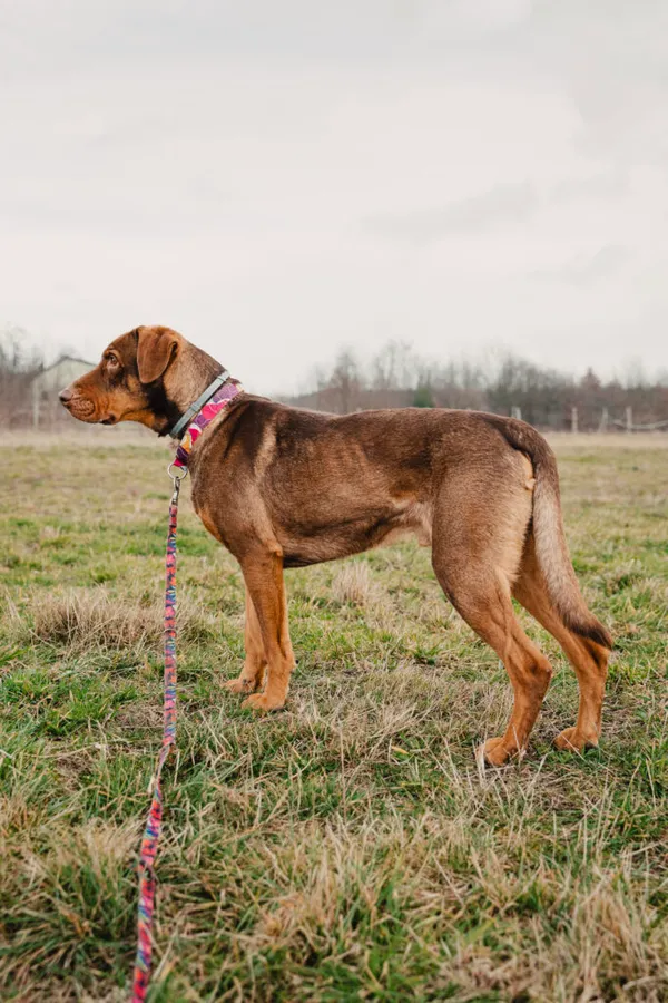 Pies do adopcji, Korabiewice, 26 stycznia 2025 (4/5)