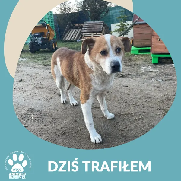 Znaleziono psa, Dąbrówka, 24 stycznia 2025